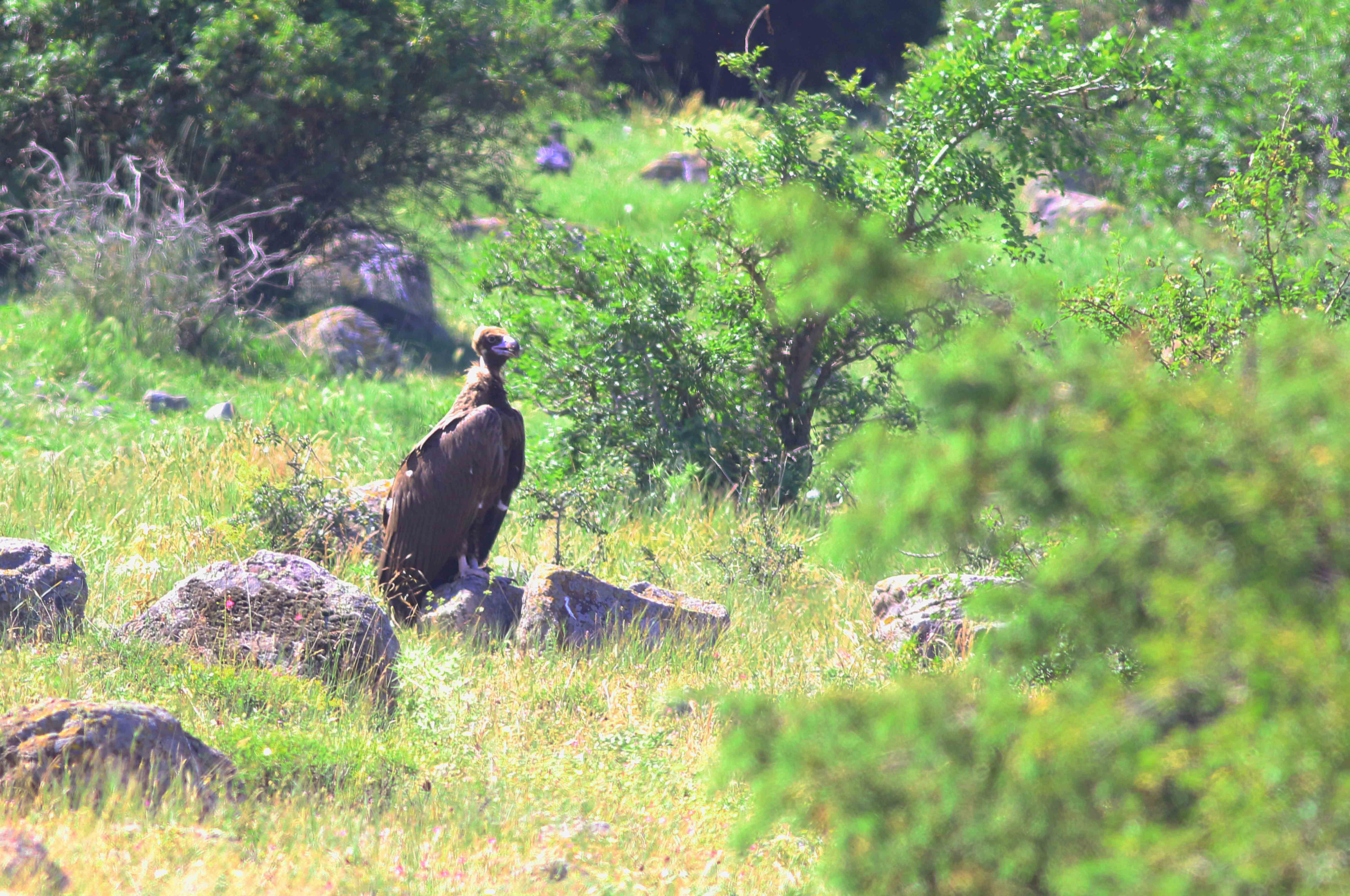 Cinereous Vulture